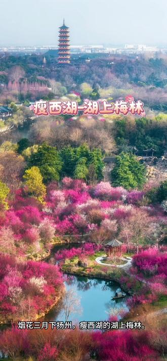 瘦西湖-湖上梅林
"烟花三月"这个充满诗意的词,几乎就是为了形容春天的扬州和瘦西湖而存在的。它不仅是一个时间概念(农历三月,公历4月左右),更是一种融合了诗意、历史与美景的意境。
· 推荐线路:
· 经典步行线:从南门进入,经长堤春柳 → 徐园 → 小金山 → 五亭桥 → 白塔 → 熙春台 → 二十四桥。这条线路基本覆盖了最核心的精华景点。
· 水上游览线:在御码头或南门乘坐画舫,从水上视角欣赏"两岸花柳全依水,一路楼台直到山"的意境,别有一番风味。
🌿 烟花三月与瘦西湖
"烟花三月下扬州"出自李白脍炙人口的《黄鹤楼送孟浩然之广陵》,这句诗让"烟花三月"成为了扬州最美的代名词。此时的瘦西湖,正是桃红柳绿、琼花盛开的时节,湖面上水汽氤氲,岸边杨柳拂水,繁花似锦,宛如一幅徐徐展开的诗意画卷。
🏞️ 瘦西湖速览
瘦西湖原名保障湖,属于京杭大运河扬州段水系。它并非天然湖泊,而是由历代城池的护城河连接演变而成的狭长水体,因其清瘦秀丽的独特景观而得名。这个名字的由来,是清代诗人汪沆将其与杭州西湖相比,留下了"也是销金一锅子,故应唤作瘦西湖"的佳句。
📸 核心景点打卡
烟花三月游瘦西湖,以下这些经典景点不容错过:
1、长堤春柳
这是进入景区后的第一道风景线。沿湖数百步,三步一桃,五步一柳,烟花三月时,桃花灼灼,柳丝袅袅,是感受春日气息的最佳去处。
2、五亭桥
瘦西湖的标志,桥上建有五座风亭,桥下十五个桥洞相连。据说每到月圆之夜,各洞皆有月影,形成"每洞含月"的奇观。
3、二十四桥
因杜牧诗句"二十四桥明月夜,玉人何处教吹箫"而闻名天下。如今的桥为重修,长24米,宽2.4米,栏柱24根,处处呼应"二十四"之数,充满了诗情画意。
4、白塔 这座白色的喇嘛塔矗立湖畔,与五亭桥相映成趣,传说它是盐商为了讨好乾隆皇帝,连夜用盐包"堆"出来的一座塔。
5、熙春台
位于二十四桥景区,建筑气势恢宏,体现了皇家园林的气派。这里也是俯瞰瘦西湖全景的好地方
#扬州一日游攻略
#扬州必逛景点
#扬州网红打卡地
#扬州瘦西湖攻略
#扬州旅游避坑指南