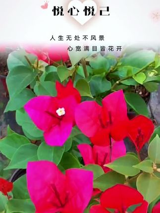 它从不是温室里的娇客,哪怕在墙角、阳台的缝隙里,也能攀着阳光舒展枝叶。三枚形似花瓣的苞片紧紧簇拥,或浓红似火、或粉艳如霞,将细碎的花蕊藏在中央,反倒添了几分灵动。春有它破芽的鲜活,夏有它满架的繁茂,就连秋冬时节,也依旧能缀满枝头,用热烈的色彩,把寻常日子染得明媚起来。