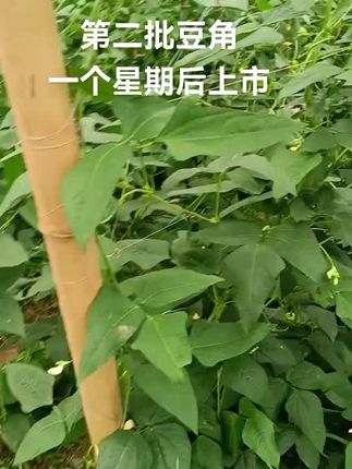 新鲜豆角又要上市了,左下角小黄车,一斤也是批发价