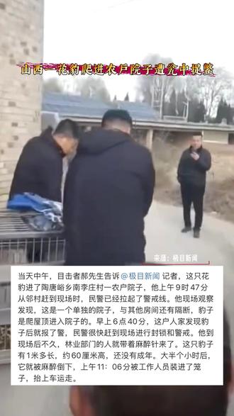 山西一花豹爬进农户院子遭瓮中捉鳖#霍州 #豹子