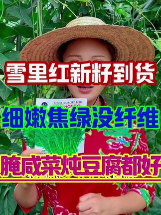 好吃还好卖,无筋还无柴。东北的老铁最喜欢吃雪里红腌咸菜了,尤其大爷大娘们,绝对是咱们老一辈儿的回忆,这个雪里红8月20号到9月1号,咱们种上它就可以,四十多天,咱们就能收获了。它是小叶的雪里红,细嫩细嫩翠绿翠绿的。把采收的雪里红用盐搓搓,在放坛子里,那雪里红焦绿焦绿嚼的,咱们头天晚上腌上,第二天早上就能吃了。炖点土豆条,炖豆腐,包饺子做馅都好吃,想种的家人们下单吧#雪里红种子 #雪里红种植 #雪里红炖豆腐 #抖音助农 #抖音我要上热门