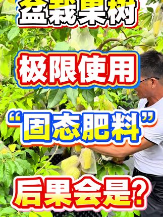 盆栽果树极限高频次使用固态肥料的后果是怎样?会给果树带来不好的影响吗?#三农 #种植小技巧 #果树种植 #肥料 #水溶肥