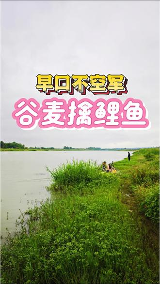 清晨谷麦逗钓,鲤鱼疯狂咬钩 #谷麦逗钓 #谷麦钓 #谷麦钓法 #野钓鲤鱼技巧 #德阳钓鱼