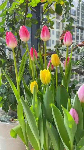 郁金香盆栽 【水培郁金香】荷兰进口郁金香庭院阳台盆栽花卉植物新手好养活四季#庭院盆栽 #阳台美化 #植物养护 #花卉盆栽 #花卉爱好者