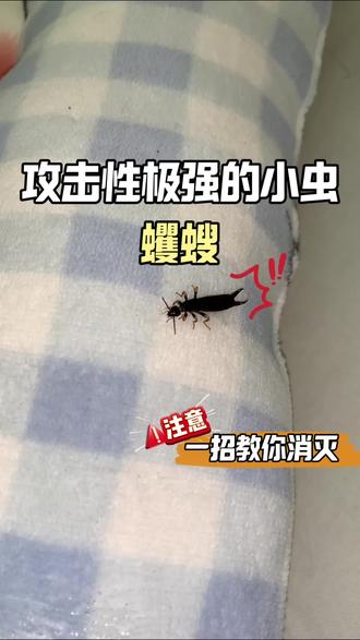床上为什么会出现蠼螋?99%的人都对这个问题充满疑惑,这个酷似蝎子的小虫,它就是蠼螋,尾巴有一对钳子,攻击性极强,被尾巴钳夹到,皮肤会出现红肿、瘙痒等症状,每年的4月到10月是蠼螋的高发期,主要通过门窗缝隙和下水道口进入,会在踢脚线、卫生间和卧室等区域大量的繁殖产卵,蠼螋喜欢阴暗潮湿的环境,床底、床架缝隙避光不透风,还容易积攒潮气,非常适合蠼螋生存繁衍,要怎么彻底消灭蠼螋呢?推荐使用这款蠼螋杀虫剂,喷洒在蠼螋常出现和躲藏的区域,蠼螋接触到药剂就会被杀死,这款杀虫剂是无色无味的,孕婴宠家庭放心使用#蠼螋 #蠼螋的危害 #蠼螋药 #蠼螋防治 #蠼螋用什么杀虫剂