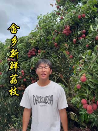 雨后荔枝特别漂亮,每天现摘现发#三农 #荔枝 #无核荔枝 #应季水果