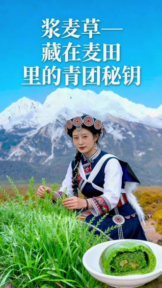 浆麦草(学名:Bromus japonicus Thunb.,别名:雀麦草、野麦草、火燕麦、野子麦、野麦、燕麦草、野雀麦、大麦草)是禾本科(Poaceae)雀麦属的一年生或越年生草本植物,原生于欧亚大陆的温带和暖温带地区,现已广泛分布于全球,在中国几乎遍及全国,尤以长江中下游的江南水乡最为常见,常生于河岸、沟渠、田埂、路旁及麦田中。在农业上,浆麦草因其繁殖力强、易与小麦等作物争夺水肥,常被视为“恶性杂草”。浆麦草富含天然叶绿素和多种微量元素,具有抗菌消炎、清热解毒的功效,还能改善贫血、清除毒素、保护肝脏。在民间,浆麦草最常见的用途是作为青团的天然染色剂,因其汁液色泽碧绿、气味清香且不抢味,如今市售青团多以此草为原料,清代大美食家袁枚在《随园食单》中便记载了其用法:“捣青草为汁,和粉作团,色如碧玉。”浆麦草制青团的历史最早可追溯至大禹治水的传说:相传大禹在苏州一带治水成功后,当地百姓为感念其恩德,以小麦叶汁和粉制成青团供奉于大禹庙前,以此象征冬小麦长势喜人,告慰大禹英灵。如今,浆麦草汁青团已成为江南清明时令的标志性美食,承载着人们对先人的追思与对春日的热爱,在江苏昆山巴城镇,浆麦草更因其特殊地位入选首批昆山市农业文化遗产名单,被誉为“春天的绿之王者”。#植物科普 #科普一下 #植物 #本草 #科普