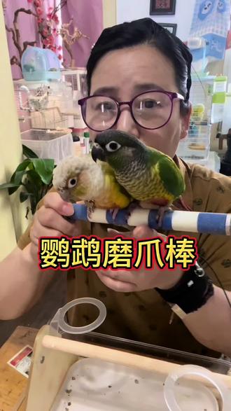 鹦鹉爪子尖不用剪,一根磨爪棒就够了! #鹦鹉 #手养鹦鹉 #鹦鹉磨爪棒 #鹦鹉站杆 #自用好物分享