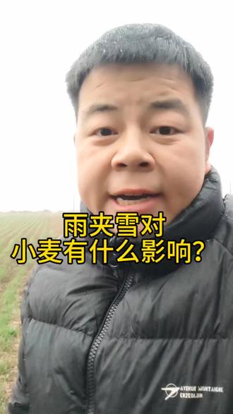 #三农#小麦#雨夹雪#唐河#红霸 寒潮来袭,今日的雨夹雪对小麦有什么影响呢?
