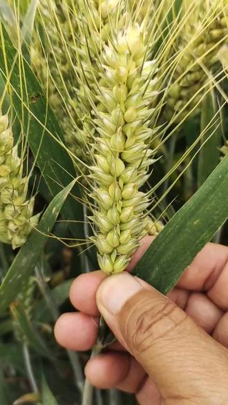 伟隆188:穗码密,爆炸型穗头,与众不同。亩穗数与穗粒数协调一致,打破传统亩穗数多,穗粒数少,亩穗数少,穗粒数多。这是一大突破。中麦895与西农822完美组配杂交育成。