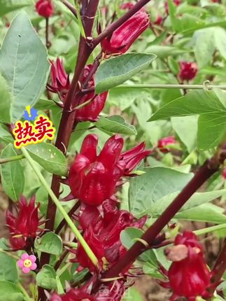 #洛神花茶 #喝出好气色 #活动价格特别实惠