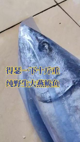 得瑟一下十斤重纯野生大燕鲅鱼😀