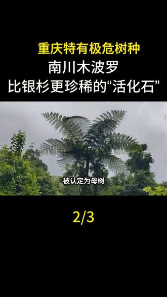 重庆特有极危树种南川木波罗:比银杉更珍稀的“活化石”#南川木波罗 #科普一下#科普#涨知识#冷知识