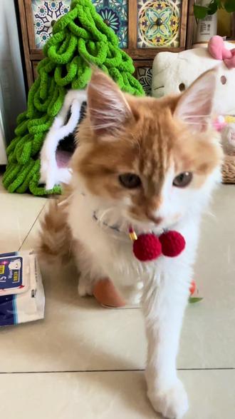 考试通过✅ #我和我的猫 #萌宠认物挑战 #萝卜纸巾 #萝卜纸巾猫咪模仿挑战 #猫咪日常