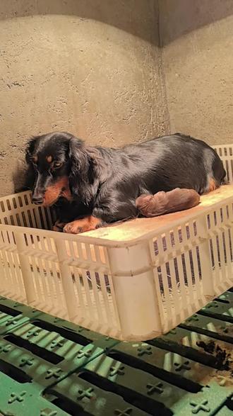 长毛腊肠生产中#萌宠成长记 #纯种犬