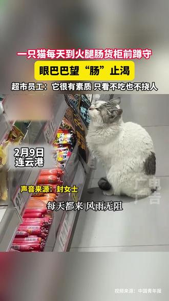 连云港一只猫每天到火腿肠货柜前蹲守,眼巴巴望“肠”止渴,超市员工:它很有素质 只看不吃也不挠人,“饭点会回去 吃完继续来守着”#猫咪的迷惑行为 #有礼貌的猫 #流浪猫 #可爱