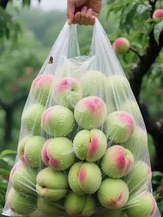 绝了,怎么会有这么好吃的青皮脆蜜桃,真是一口惊艳,个大饱满,脆甜可口,汁水丰盈,肉厚核小,桃香味特别浓郁,真的超好吃,我一口气吃了五个!#青皮脆蜜桃 #脆甜多汁#快来一起尝个鲜#太好吃了