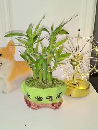俗话说:家中有竹,子孙享福,还有老话说,宁可食无肉,不可居无竹#富贵竹 代表步步高升,节节高。快把它带回家吧#爱生活爱养花 #超级便宜划算 #绿植 #养眼