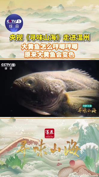 作为“中国四大海产”之一,大黄鱼肉质鲜美。它在黑暗环境中会呈现夺目的金色,但一旦暴露于强光之下,金色就会褪去。大黄鱼还会通过挤压鱼鳔发出声响,哼唧哼唧的↓↓怎么挑大黄鱼?一摸:摸大黄鱼身上的黏液,黏液越多代表越健康;二看:看鱼眼,清亮、凸起,说明这条鱼比较新鲜。来源:CCTV1 温度新闻编辑: 周心怡 审核: 彭永棠 监制:吴栋梁 总监制:缪磊