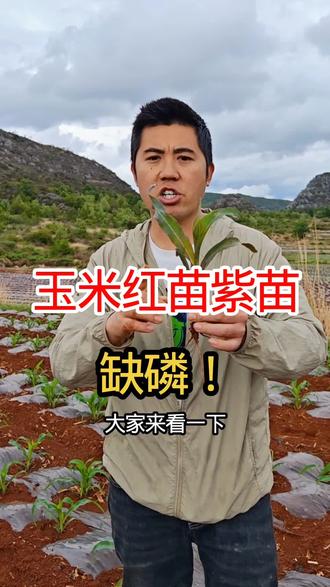 玉米出现红苗,缺磷啦!应该怎么处理呢?#玉米种植 #玉米田间管理 #玉米缺素症 #农村生活 #农业种植