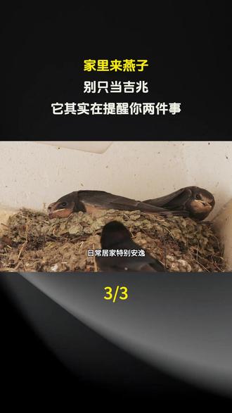家里来燕子,别只当吉兆,它其实在提醒你两件事!#科普#科普一下#奇闻奇事#奇闻异事#科普知识