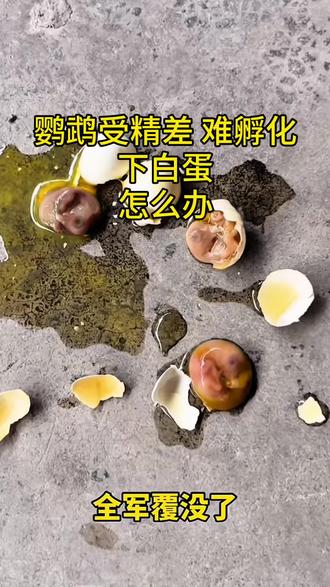 鹦鹉猛踩背多下蛋喂繁殖宝 #鹦鹉繁殖 #鹦鹉不下蛋 #鹦鹉 #鹦鹉下白蛋 #萌宠出道计划 @中国三农发布 @抖音创作小助手