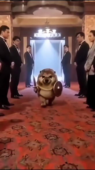 “给我擦皮鞋” -(我的刀盾~)发国口音
一出场直接拿捏全场气质
走路带风,谁也不服
今日份快乐被这只狗承包了
#我要验牌 #我的刀盾 #宠物 #萌宠 #赌神