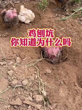鸡刨坑,你知道为什么嘛 #鸡鸭鹅养殖#养鸡#养鸡人#养鸡小妙招#三农