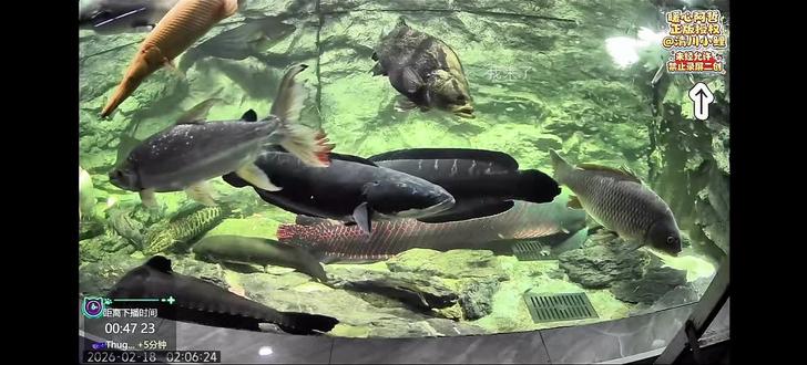 大家过年放假了没事可以看看监控直播@清川小鲤(直播回放版 两大铅笔鼓腮,菀菀凑热闹,黑鳜大老远跑来吃瓜,菀菀一个眼神立马掉头跑,刀哥你们爱干嘛干嘛,我就看看。#刀疤鲤 #雷龙 #鱼鱼也爱吃瓜