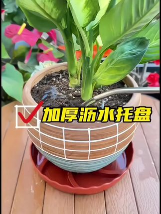 只花一块钱就能买到的花盆沥水托盘,家里植物不烂根#花盆托盘 #沥水托盘 #透气花盆 #家居好物 #种植
