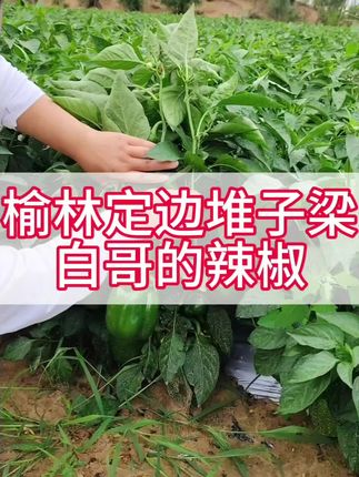 榆林定边堆子梁白哥的辣椒#辣椒#园大头#陕西#圆椒