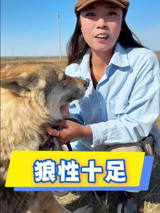 捷克狼犬是一种美丽、强大但要求极高的犬种。它们能成为经验丰富的主人的无与伦比的伙伴,但对大多数人来说,它们更像一只“狼”,而非一只“狗”。#狗狗 #狗狗的心思都写在脸上了 #狗狗的日常 #牧区生活 #捷克狼犬