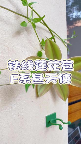 南宁春季铁线莲花期到了,昼天使花苞不少可以牵引一下开花位置 #铁线莲 #铁线莲养护 #铁线莲花开 #养花小知识 #花卉绿植