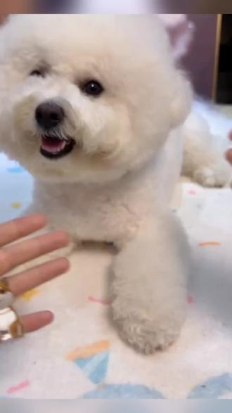 #宠物毛发#纪念品#收集#挂件#好物推荐 狗毛收纳钥匙扣胶囊收藏瓶小狗吊饰纪念品