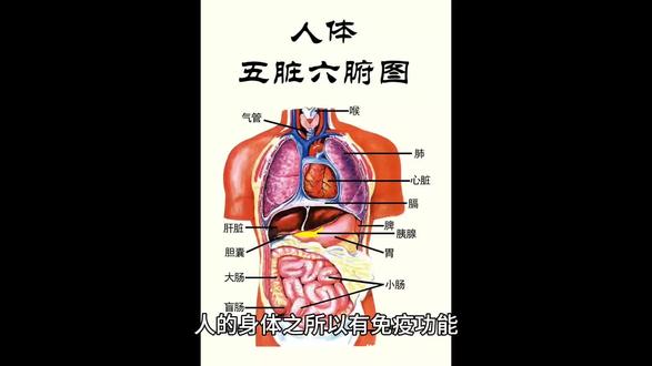 一起来学习了解下身体五脏六腑中的脾脏,是身体里最“老实”的器官😄