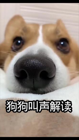 狗狗叫声解读 狗狗叫声的各种含义,你都知道吗? #狗狗叫声 #狗狗冷知识知识#养狗经验分享分享#狗狗的心思都写在脸上了上了