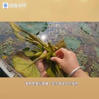 菱角,营养丰富,美容减肥良品##吃菱角好吗