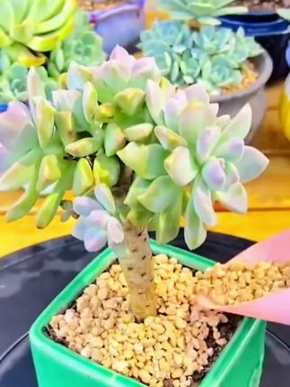 黄金软麦饭石可来铺面、拌土、固定植株,美观又防虫#多肉植物 #一起养花 #软麦 #软麦饭石颗粒 #营养土 @巨量千川