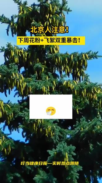 北京人注意!下周花粉“暴击”!#叮当健康日报 #北京花粉 #过敏季 #健康科普 #药店日常