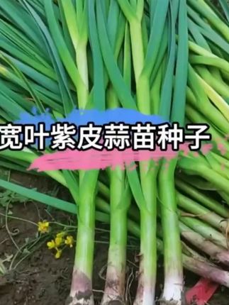 四季播种红头蒜苗种子大蒜苗种子阳台盆栽棚种香蒜硬叶蒜苗蒜苗#防蚊虫户外吊床 #轻便拖鞋旅游 #始祖鸟登山包 #黑骑士autrux100