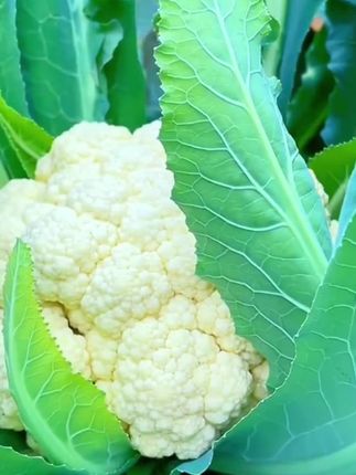 有机花菜种子四季播种花椰菜种籽#花菜种子#雪妃花菜种子#有机花菜种子#花椰菜种籽#花菜种子推荐