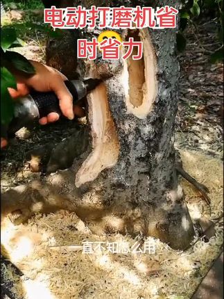 #创作灵感 #盆景 电动打磨机省时省力又省工,盆景截面伤口舍利制作,附木附石盆景制作首选工具 #盆景素材 #盆景制作 #盆景艺术