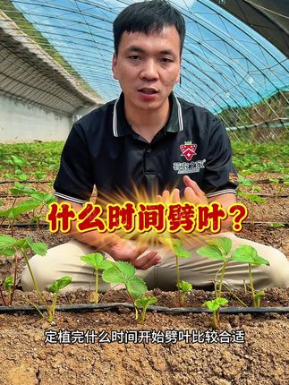#莓农之家#草莓管理 #草莓种植 什么时间劈叶?