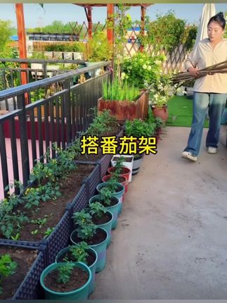 #小院改造 #养花小技巧 #种植小技巧 #家庭种植 #种菜小技巧