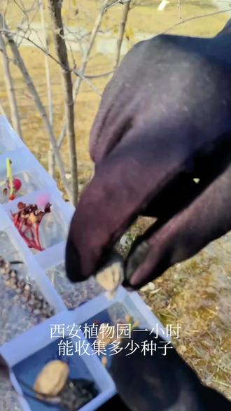 冬季亲子好去处,看看在西安植物园一小时能收集多少植物种子果实#一般人不知道是什么 #随走随拍大自然的美 #西安植物园 #梅花 #收集癖