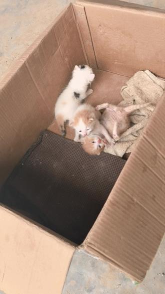 #奥特曼 奥美嘉 泽塔 赛罗#未满月小猫
