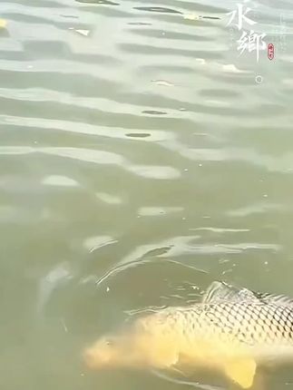 春夏钓大草鱼大鲤鱼翘嘴,就用西部风果酸嫩玉米,颗粒饱满鲜嫩多汁#玉米钓鱼 #户外钓鱼 #果酸玉米 #爆护饵料 #超便宜超划算