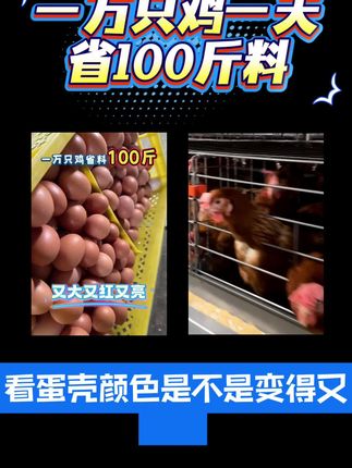 益酶丽维#董云讲蛋鸡