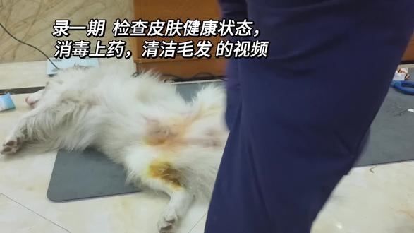 日常皮肤状态管理#狗狗其实什么都懂 #宠物知识 #养宠知识 #宠物科普 #铲屎官日记