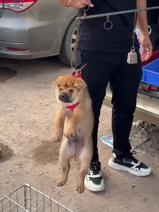 狗狗一个月猛涨15斤是怎么喂的?养狗朋友们不要再傻傻的用狗粮喂狗了,成本太高不划算可以试试这款养狗大户都在用的#喂狗 #新手养狗 #肉狗养殖 #科学养宠攻略 #狗狗